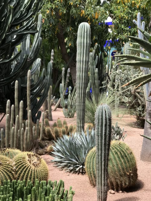 cactus et désert - visiter Marrakech 