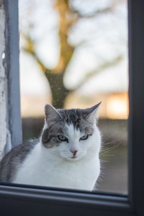 le chat de la maison d'Ambronay