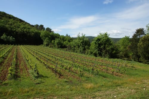 vignobles à Goudargues - vacances famille Sud de la France 