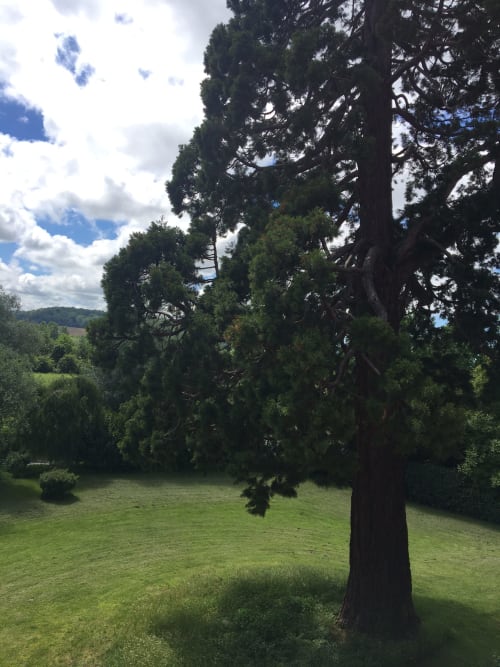 Tall oak tree in manicured garden grounds at La Chatellenie BnB, Saint Aubin le Cauf, with pastoral landscape beyond