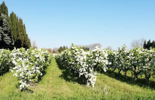 pommiers en fleurs - printemps - vacances en Provence - La Goutadou à Cabannes - proche Saint Rémy de Provence - Arles - Avignon -Isle sur la Sorgues - Alpilles- Lubéron