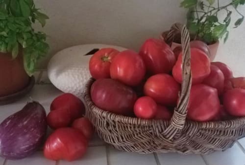 tomate du potager de La Goutadou Chambres d'hotes en Provence proche de Saint Rémy de Provence d'Arles d'Avignon d'Isle sur la Sorgues  - séjourner dans une suite avec piscine à Cabannes