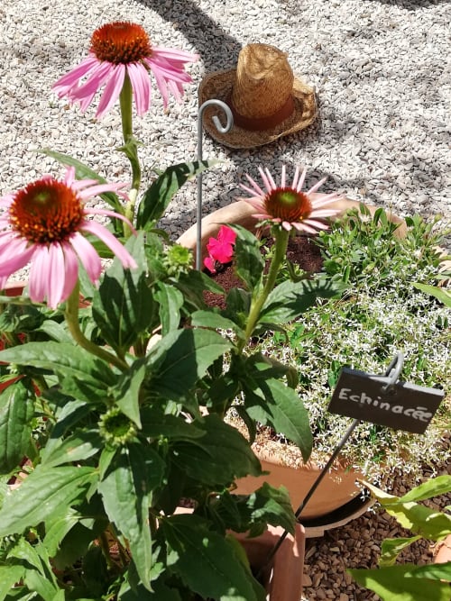 fleurs du gite - séjour en gite proche d’Avignon - La Goutadou