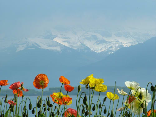 Se rendre à Rolle, pas loin du Lac Léman Suisse