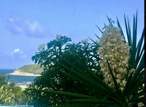Fleurs en Guadeloupe | Domaine Bonheur Indigo