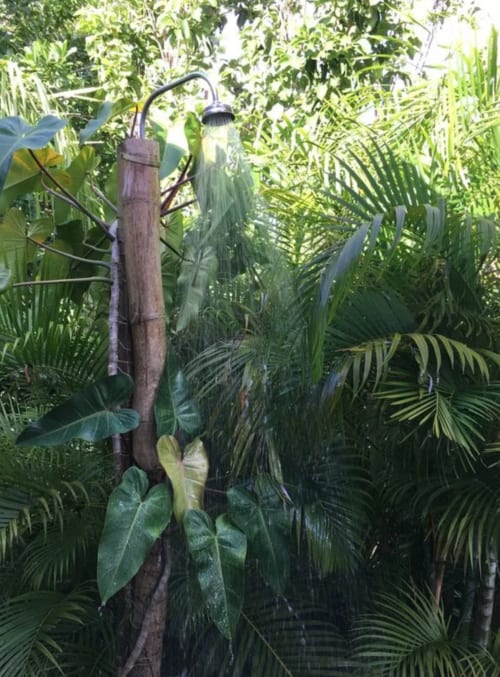 Végétation tropicale en Guadeloupe | Domaine Bonheur Indigo