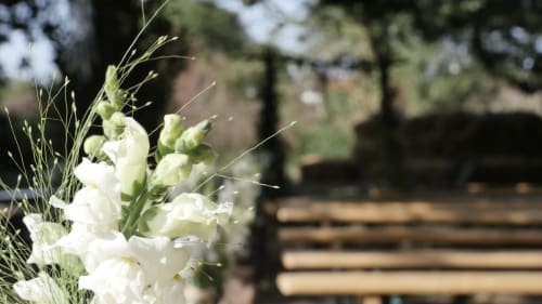fleurs blanches - Porzh Kerviche