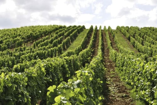 Discover the Jura vineyards | La Tour Charlemagne