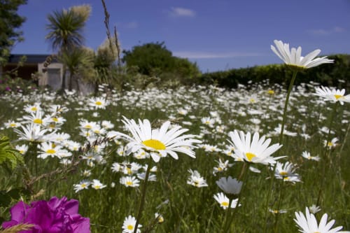 White daisies blooming in garden at Espace Ker Gana, a bed and breakfast in Plourin, France