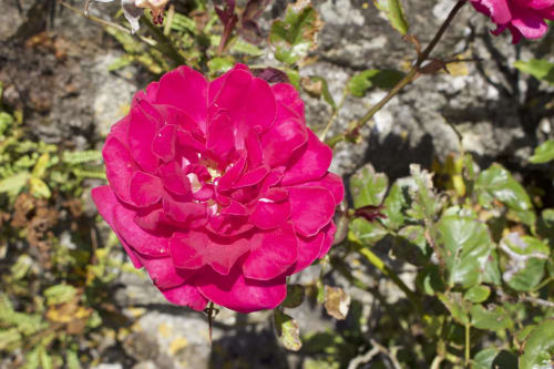 Vibrant magenta rose blooming at Espace Ker Gana, a charming bed and breakfast in Plourin, France