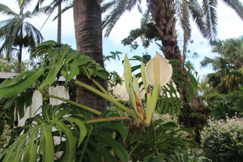 fleur du jardin location la liane de jade 974