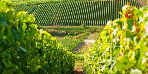 vineyard-champagne-vineyards-landscape-wine tourism-champagne-tasting