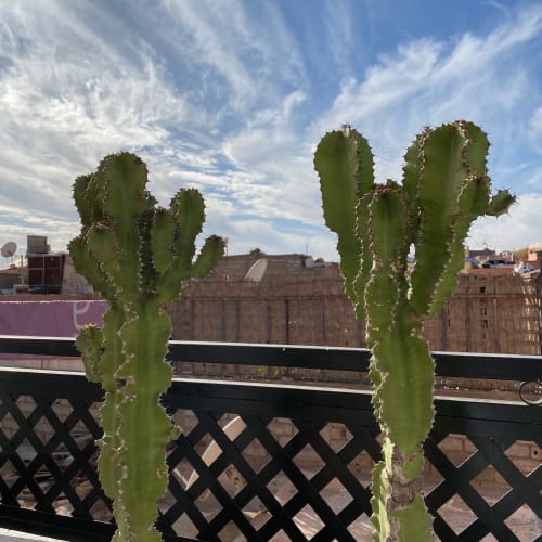 cactus - terrasse du riad ajarif 