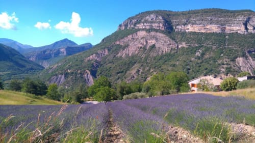 Champs de lavande avec montagnes à Entre Terre Et Ciel, Rémuzat, France