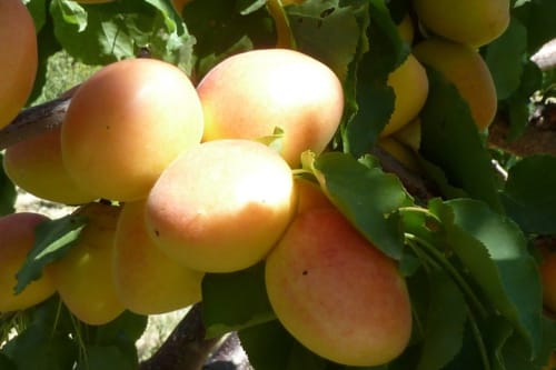 Pommes mûres suspendues aux branches d'un verger à Entre Terre Et Ciel, gîte de charme à Rémuzat, France
