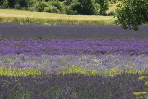 Champs de lavande près du gîte Entre Terre Et Ciel à Rémuzat, Provence, avec collines ondulantes et arbres verts