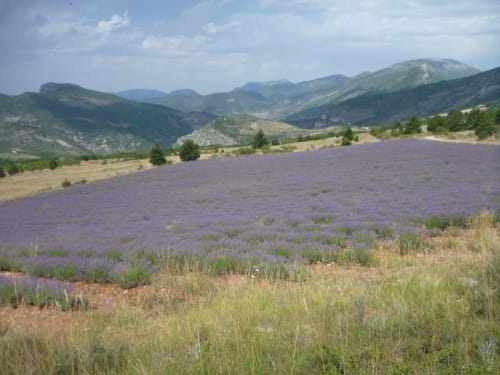 Champ de lavande avec vue sur les montagnes à Entre Terre Et Ciel, Rémuzat, Provence