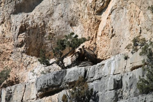 Chamois perché sur une falaise rocheuse près d'Entre Terre Et Ciel à Rémuzat, France