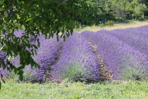 Champ de lavande en fleur à Entre Terre Et Ciel à Rémuzat, France avec ses fleurs violettes et son feuillage verdoyant