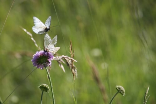 Papillons blancs sur fleurs sauvages violettes de la prairie de Rémuzat, gîte Entre Terre Et Ciel