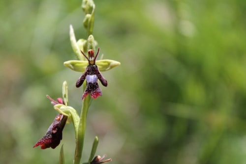 Orchidées pourpres et crème en fleur à Entre Terre Et Ciel, un paisible gîte en Rémuzat, France