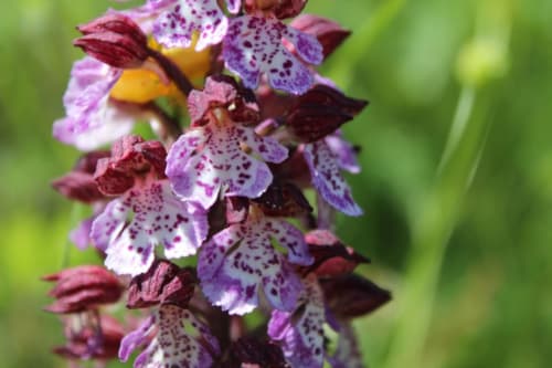 Orchidées mauves tachetées en fleur à Entre Terre Et Ciel B&B à Rémuzat, France