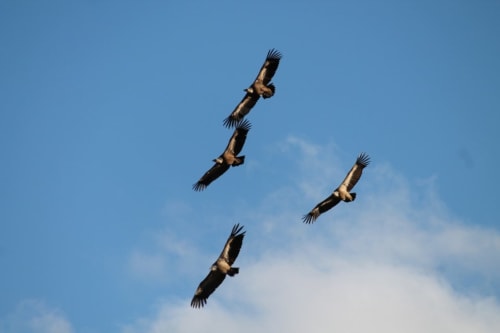 Quatre aigles survolant le ciel bleu au-dessus de Rémuzat, France près d'Entre Terre Et Ciel