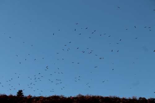 Grand vol d'oiseaux survolant la forêt près d'Entre Terre Et Ciel à Rémuzat, France