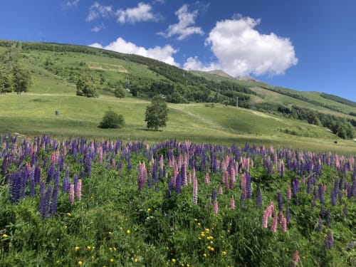 Alpine meadow with purple lupines and wildflowers overlooking green hills near Le château d'Hermonville, Hermonville France
