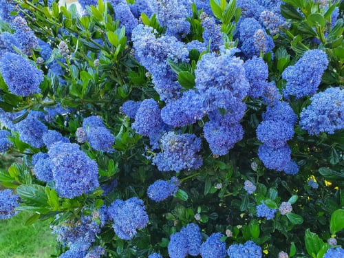Fleurs bleues - Morbihan - Locations La Ferm'h - Baden