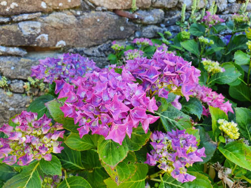 Hortensia - Bretagne - Location gîtes La Ferm'h