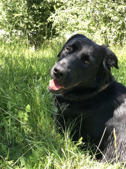 Chien noir sympathique dans l'herbe verte à Entre Terre Et Ciel B&B, Rémuzat
