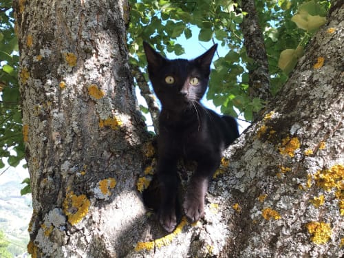Chat noir perché dans les branches lichénées, propriété Entre Terre Et Ciel à Rémuzat