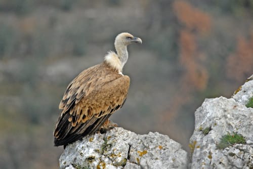 Vautour percnoptère perché sur une falaise rocheuse près d'Entre Terre Et Ciel à Rémuzat