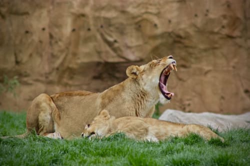 Beuval Zoo