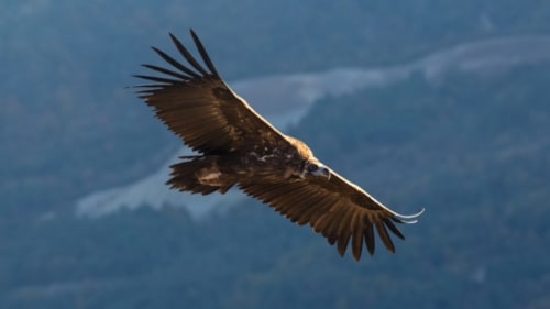 Majestueux aigle survolant les montagnes de Rémuzat, refuge de luxe Entre Terre Et Ciel