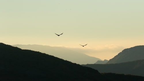 Deux oiseaux survolant les montagnes boisées au coucher du soleil à Rémuzat, France, depuis Entre Terre Et Ciel