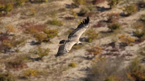 Majestueux aigle survolant le paysage de Rémuzat, Entre Terre Et Ciel