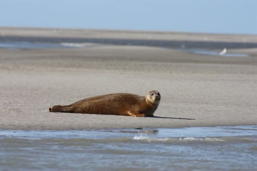 Phoque au repos sur la plage de Mers-les-Bains près de la Villa 13, rencontre avec la faune côtière