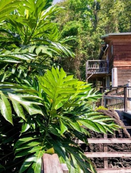Acceso al bungalow - Le Bougainvillier Blanc