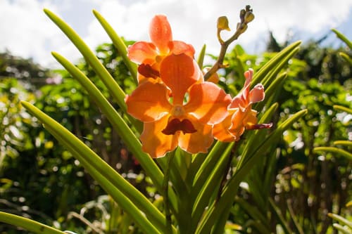 Flower of Guadeloupe