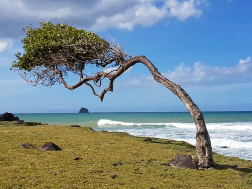 Arbre emblématique fouetté par les vents sur la plage de sable fin des Gîtes villa Bagatelle, Sainte-Rose, Guadeloupe, avec vagues océaniques turquoise