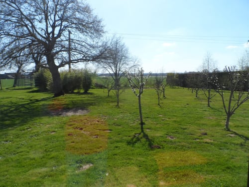 Jardin verdoyant avec jeunes arbres fruitiers au gîte Cafecouet Breizh à Guipry-Messac, Bretagne