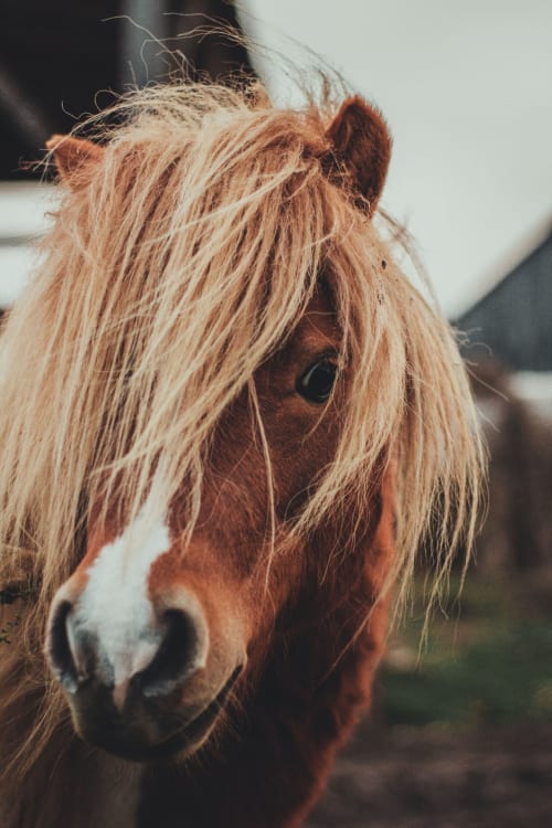 Cheval brun à crinière blonde au gîte Cafecouet Breizh à Guipry-Messac, France