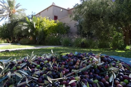 L'Ma Lodge : récolte des olives en novembre pour amener au pressoir de la palmeraie de Skoura. Huile d'olive maison. Huile d'olive bio. Huile d'olive maroc. Venez dégustez notre huile d'olive à L'Ma Lodge. Cuisine bio au maroc. Bien être et bien manger.