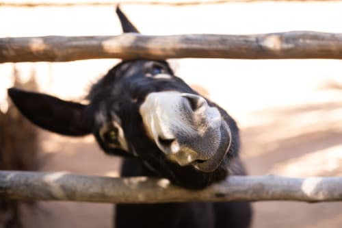L'Ma Lodge maison d'hôtes skoura séjour avec des enfants jardin aire de jeux animaux ânes chèvres cheval séjour idéal en famille