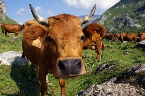 Moment avec animaux en pleine nature dans les montagnes en Savoie