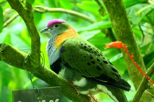 Colorful tropical bird perched on branch at Les Maisons de Pierre et Valérie, Honfleur