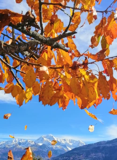 Golden autumn leaves frame snow-capped Alpine peaks above Aime la Plagne, French Alps