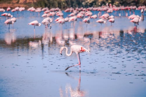 Des flamants roses se baignent dans l'eau bleue près du Love And Spa à Meynes, France